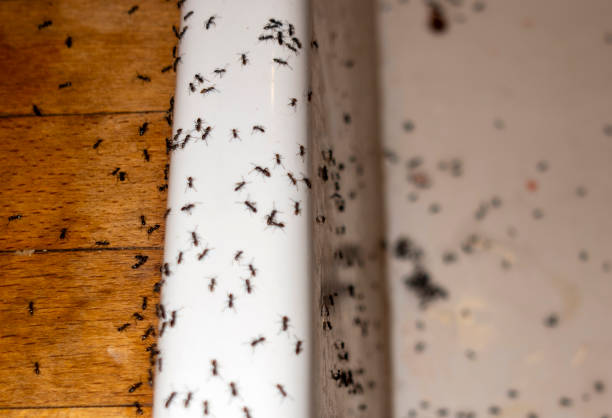 Best Residential Pest Control  in Templeton, CA
