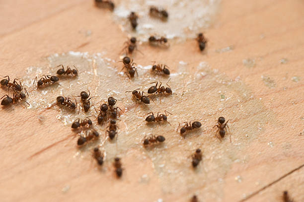 Best Pest Control Cost  in Templeton, CA